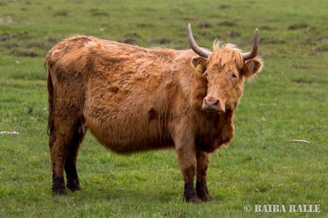 Savvaļas govs pļavu apsaimniekošanai