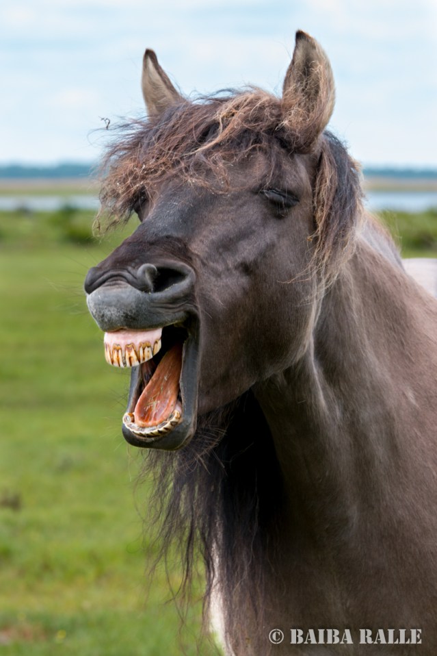 Savvaļas zirds Engures ezera dabas parkā