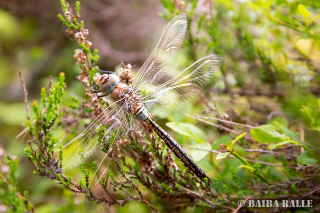 Spāre Engures ezera dabas parkā