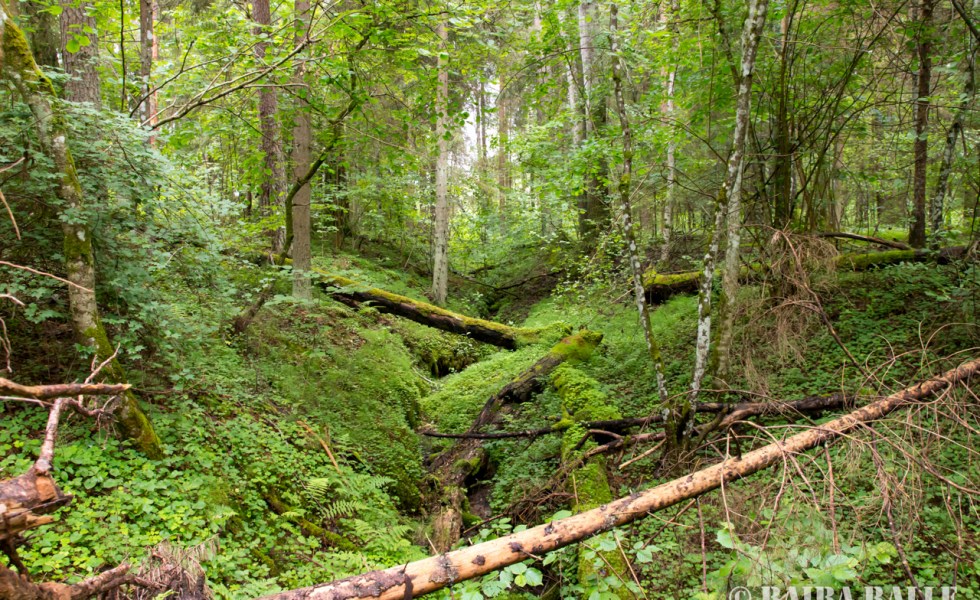 Vietējie Latvijas džungļi.