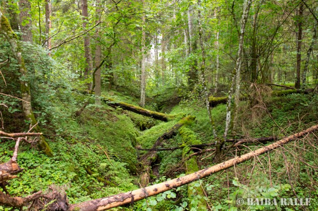 Sen nebijusi džungļu&nbsp;pieredze