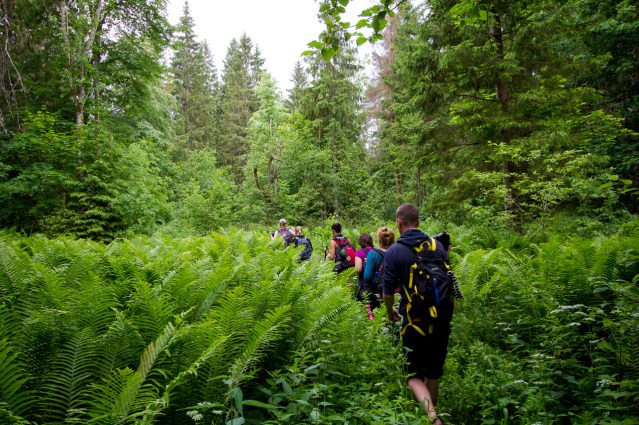 Tik leknas papardes savā mūžā vēl nebiju redzējusi.